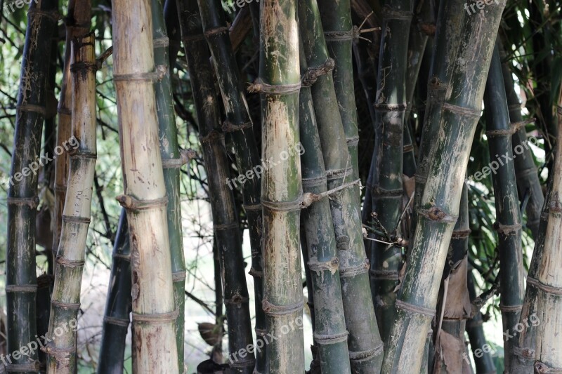 Bamboo Green Nature Natural Forest