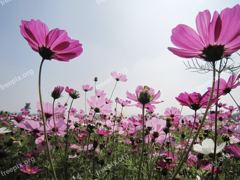 Flower Cosmos Mexico Aster Field Powder