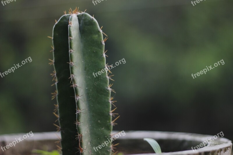 Cactus Nagfani Prickly Pear Plant Green