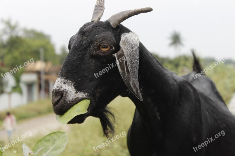 Goat Black Leaf Animal Food