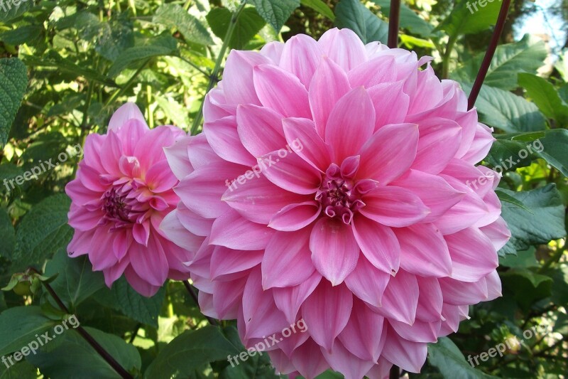 Dalia Flowers Flower Pink Rosa