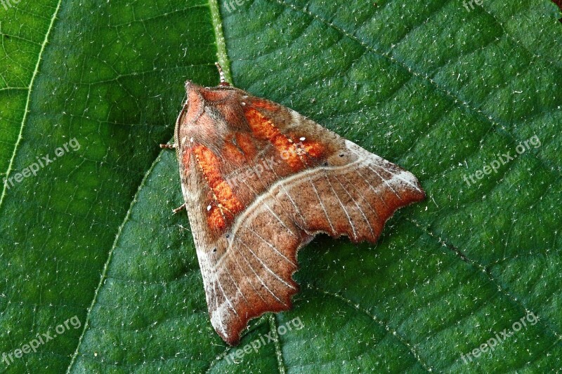 Moth Macro Insect Lepidoptera Wings