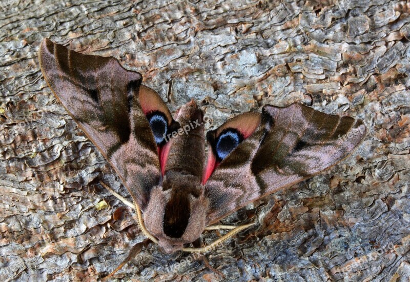 Moth Macro Insect Lepidoptera Nature