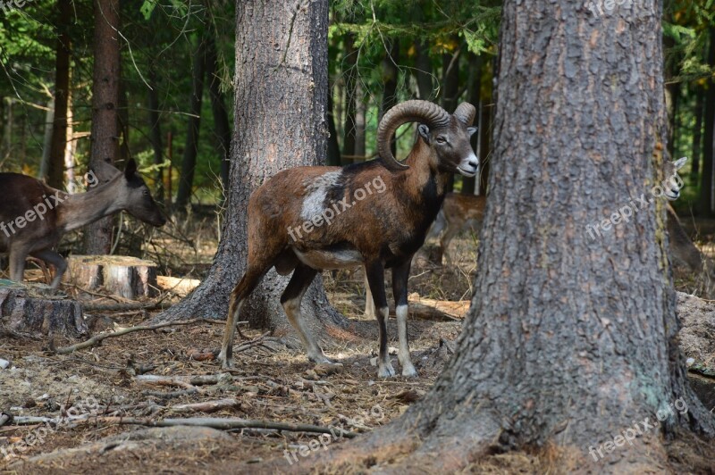 Muflon Male Corners Antlers Animal