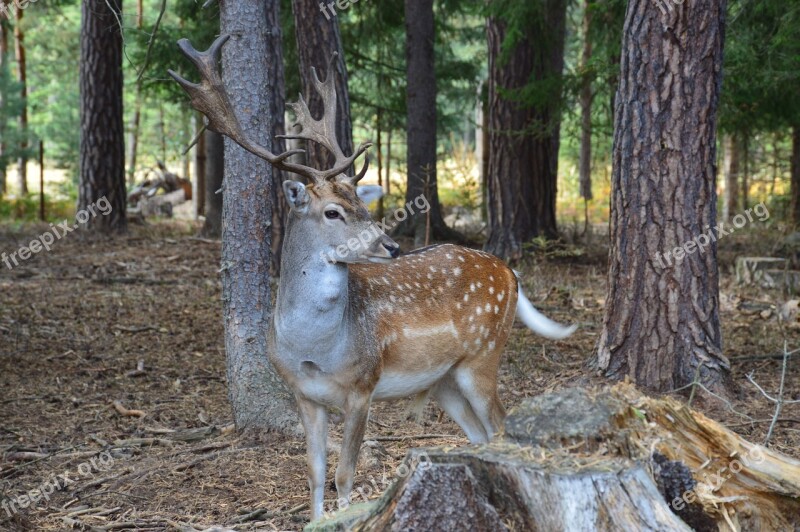 Fallow Deer Fallow Deer Spotted Animal Antlers Forest