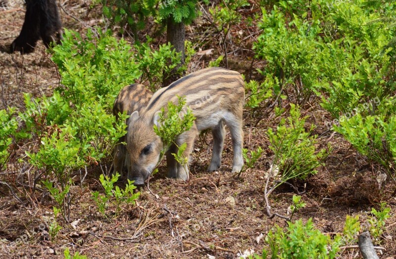 Hog Wild Piglet Animal Snout Pig