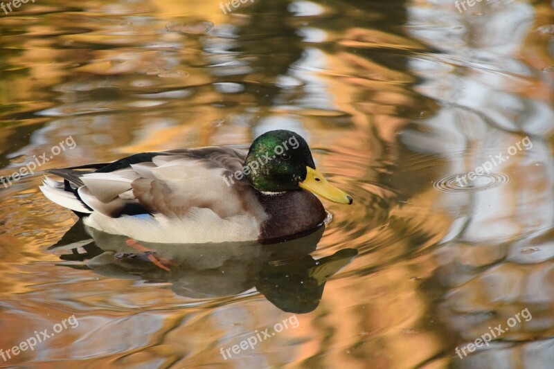 Duck Wild Duck Water Animal Nature