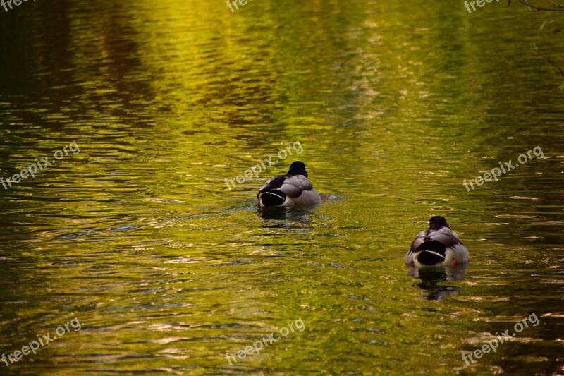 Duck Water Animal Bird Water Bird