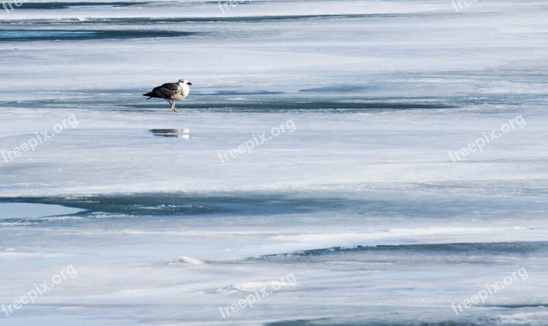 Nature Ice Seagull Winter Freeze