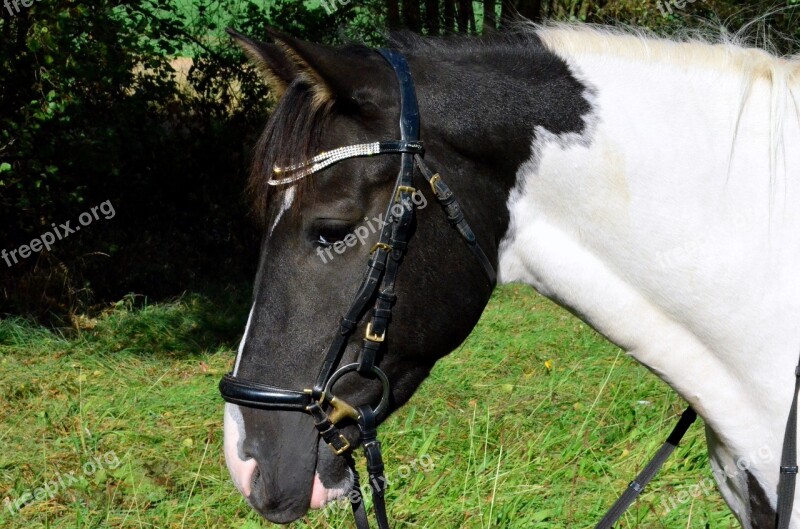 Pony Horse Horse Head Pferdeportrait Free Photos