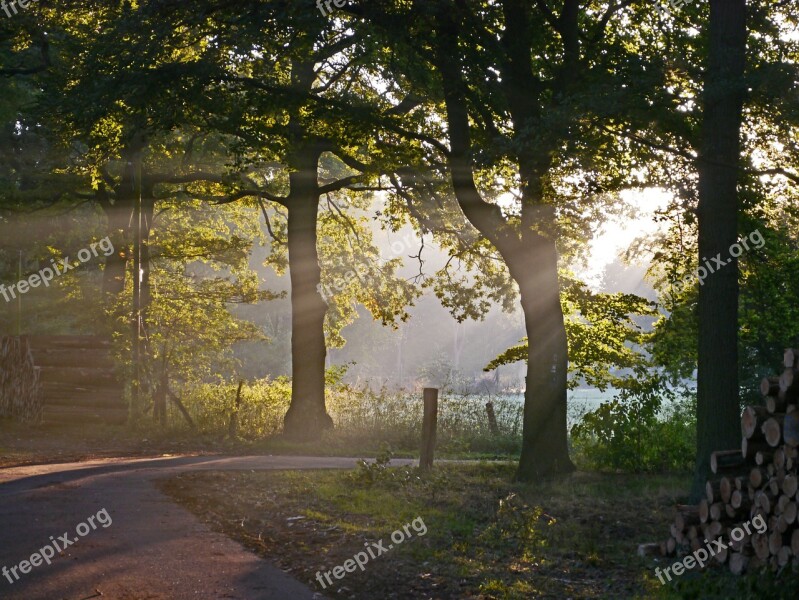 Autumn Forest Fog Morning Light Glade Meadow