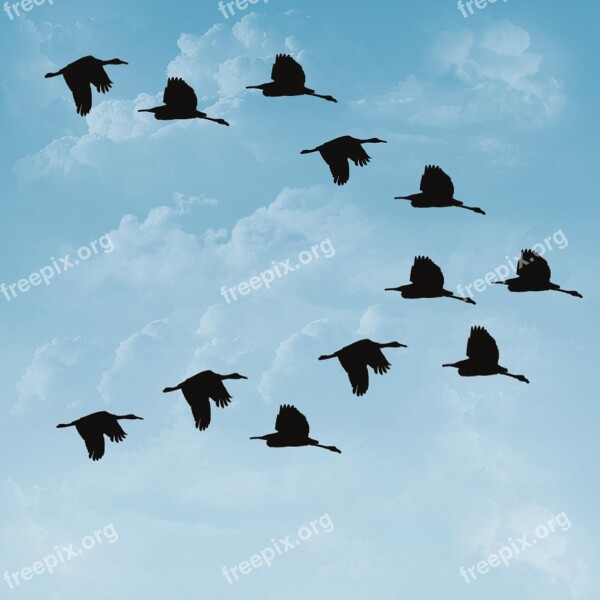 Ducks Birds Sky Feathers Animal