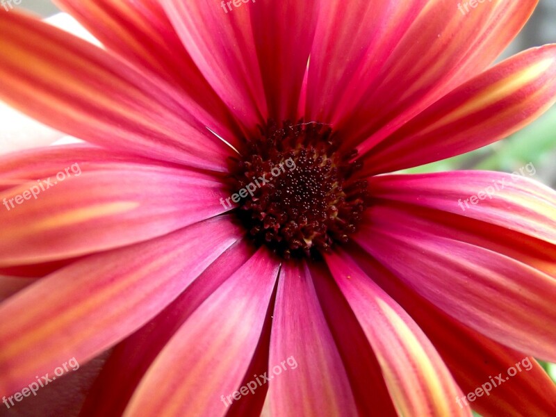 Daisy Flower Red Macro Close