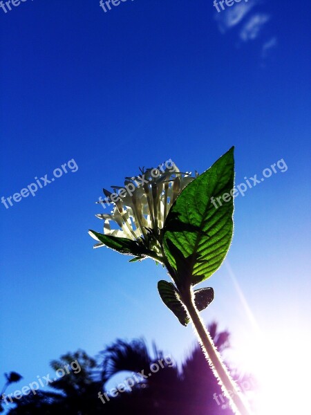 Sunlight White Flower Blue Sky Rays Silhouette