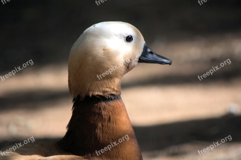 Duck Brown And White Water Swimming Free Photos