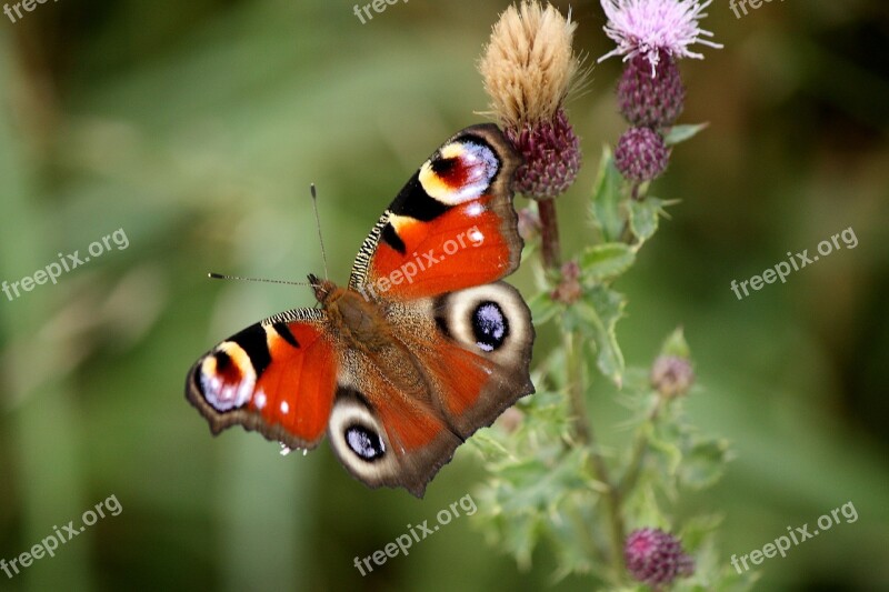 Butterfly Peacock Insect Flower Close Up