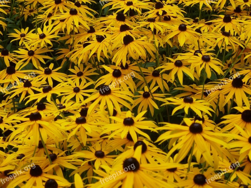 Coneflower Yellow Yellow Coneflower Flower Garden Yellow Flowers