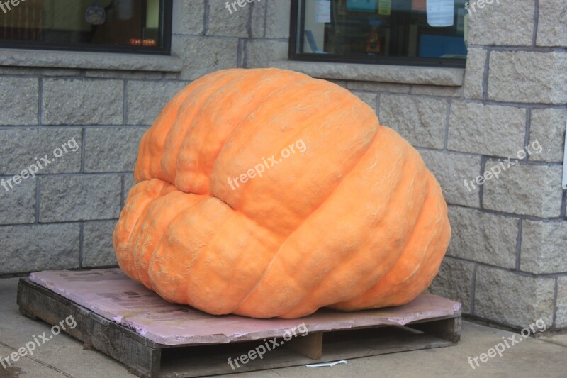 Pumpkin Giant Pumpkin Massive Orange Halloween