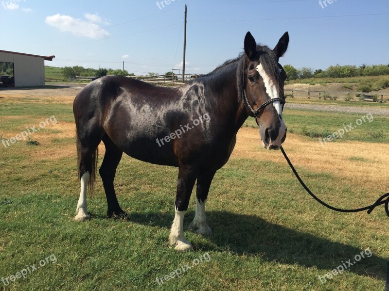 Horse Clydesdale Equestrian Free Photos