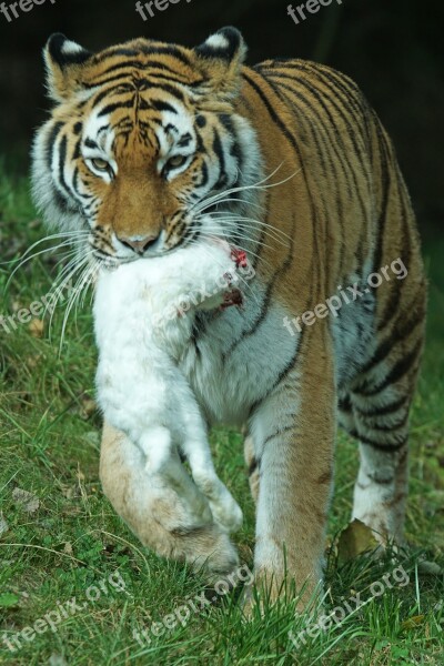 Amurtiger Tiger Predator Big Cat Carnivores