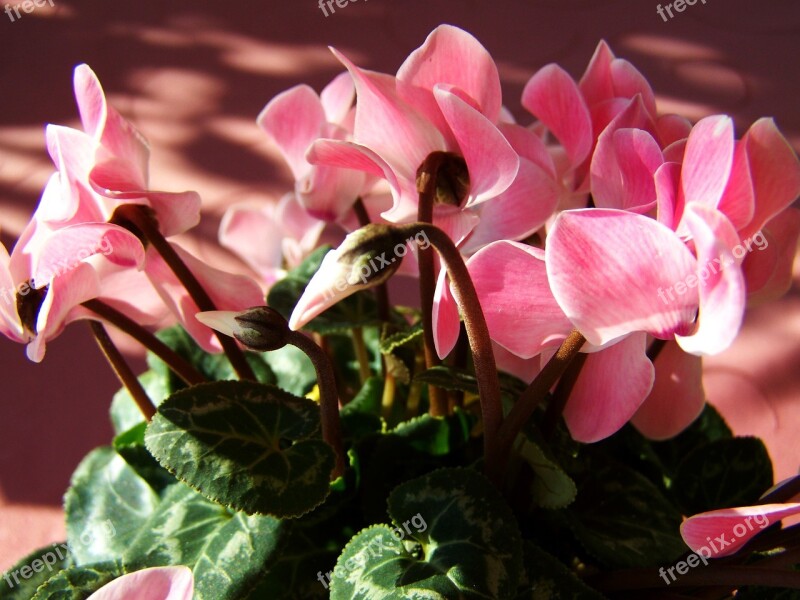 Cyclamen Pink Potted Plant Free Photos