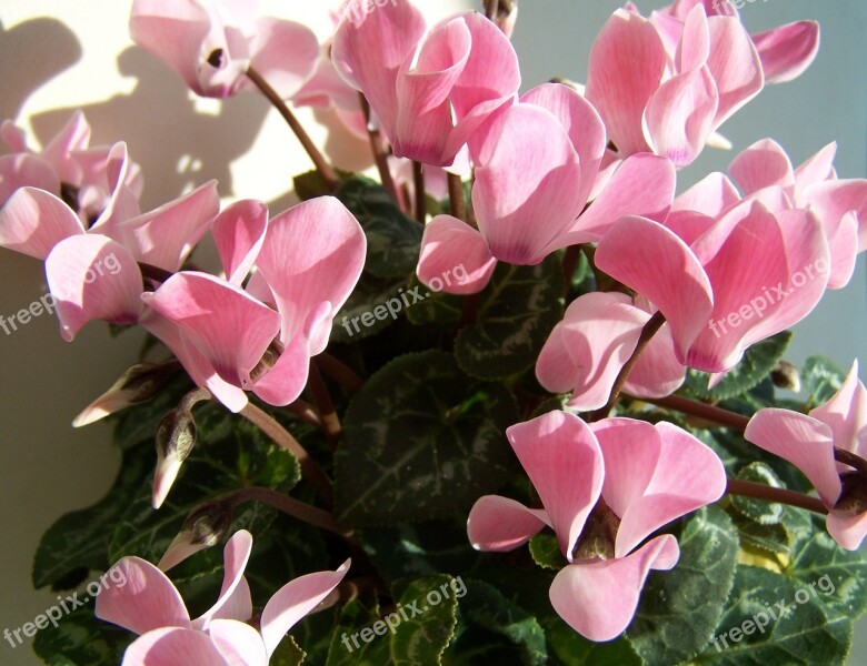 Cyclamen Pink Potted Plant Pink Petals Free Photos