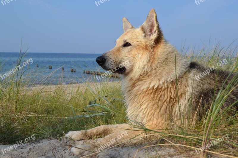 Animal Dog Sled Dog Sea Beach