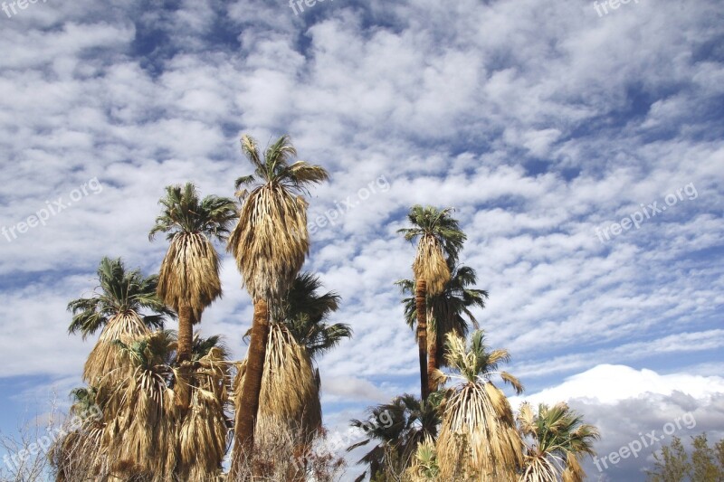 Fan Palm Trees Oasis Of Mara Joshua Tree National Park California Usa