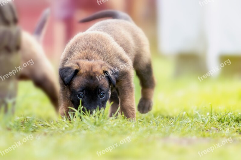 Puppy Sweet Cute Dog Young Animal