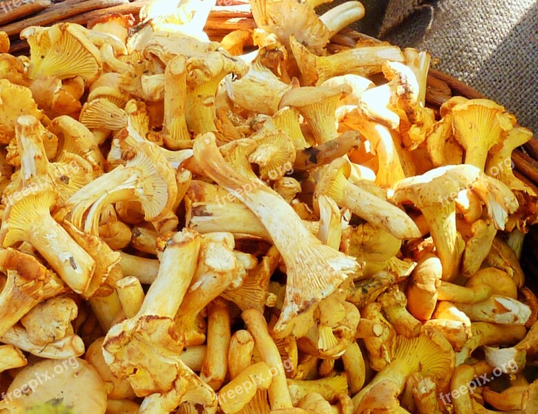 Chanterelles Mushrooms Market Egg Sponge Yellow