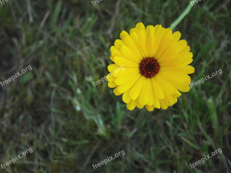 Flower Yellow Spring Nature Blossom