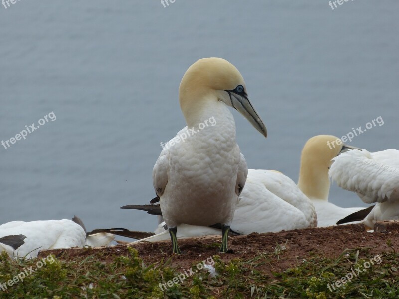 Northern Gannet Bird Nature Animal Helgoland