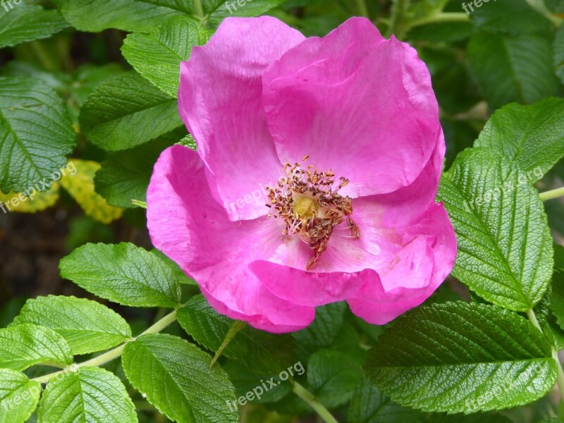 Wild Rose Pink Bush Rose Beautiful Nature