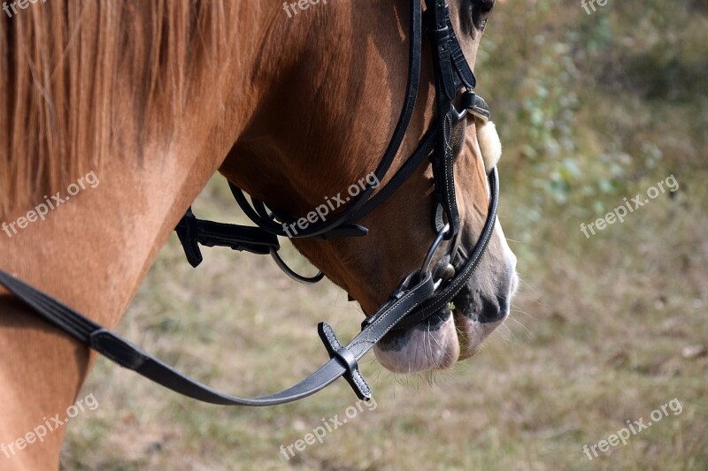 Horse Reins Fuchs Head Horse Head