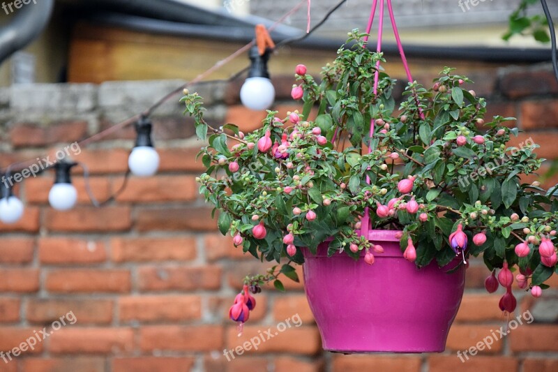 Flowerpot Hanging Plant Pink Pot Garden