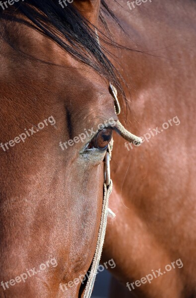 Horse Eye Portrait Horse Head Brown