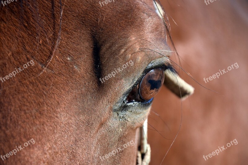 Horse Eye Brown Ride Horse Head