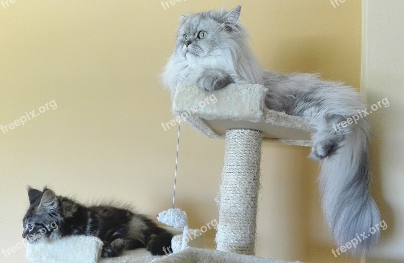 Persian Cats Persian Chinchilla Silver Shaded Hairy Cats Mainecoon