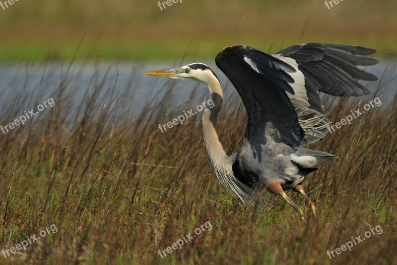 Tricolored Heron Wildlife Flying Nature Marsh