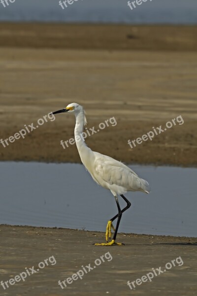 Snowy Egret Bird Wetlands Southern Nature