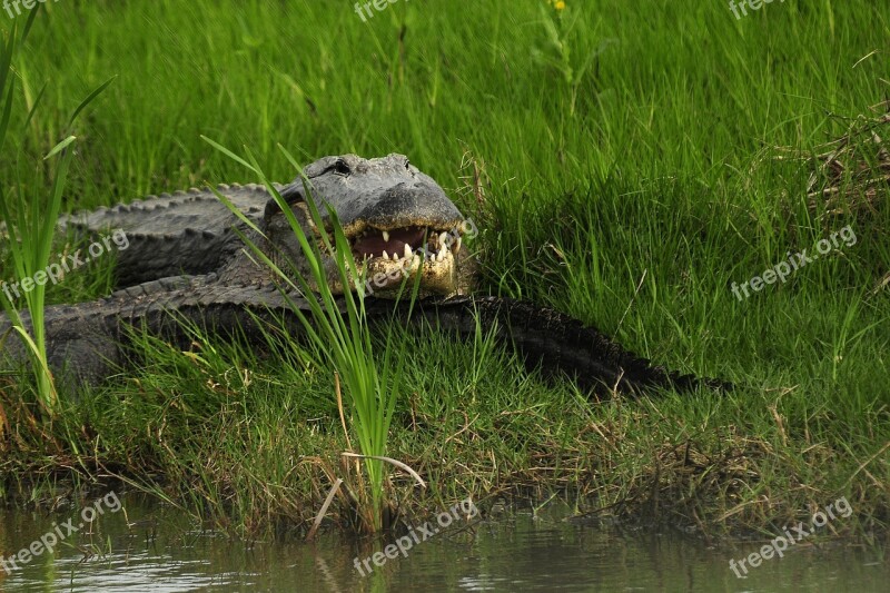 Gator In Wild Alligator Wild Nature