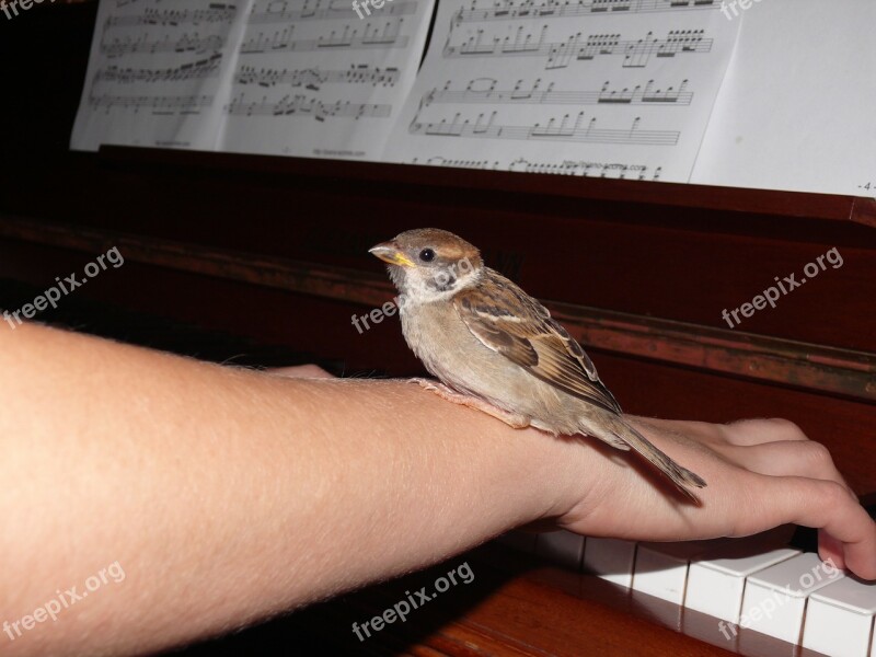 Sparrow Bird Animal Gentle Music