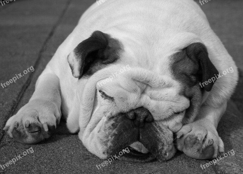 Bulldog Dog Sleeping Animal Funny