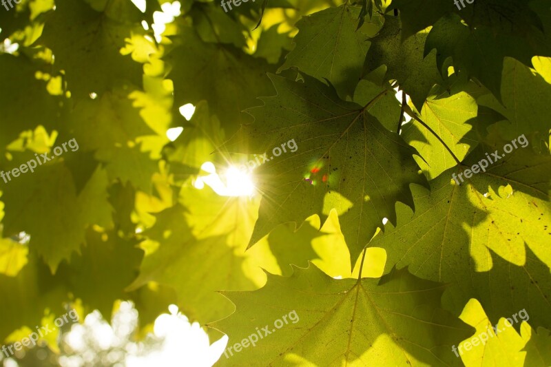 Maple Plant Sunshine The Leaves Free Photos