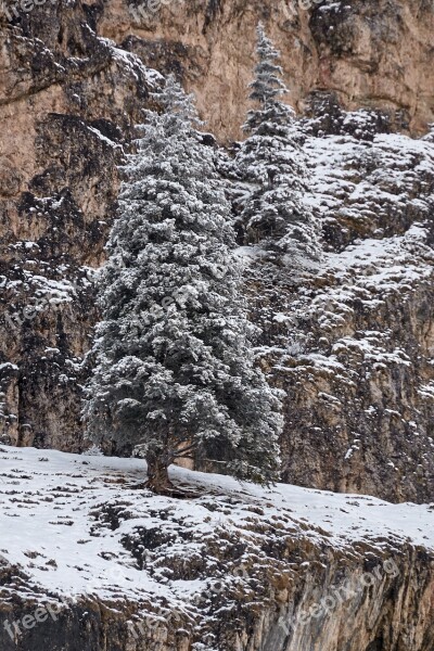 Winter Tree Nature Snow Landscape Winter Trees