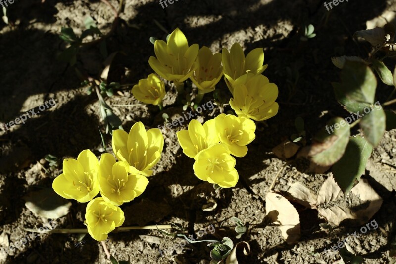 Crocus Flower Draw Autumn Free Photos