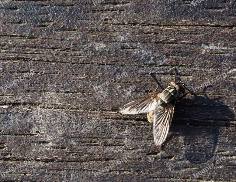 Fly Insect Wood Macro Public Record