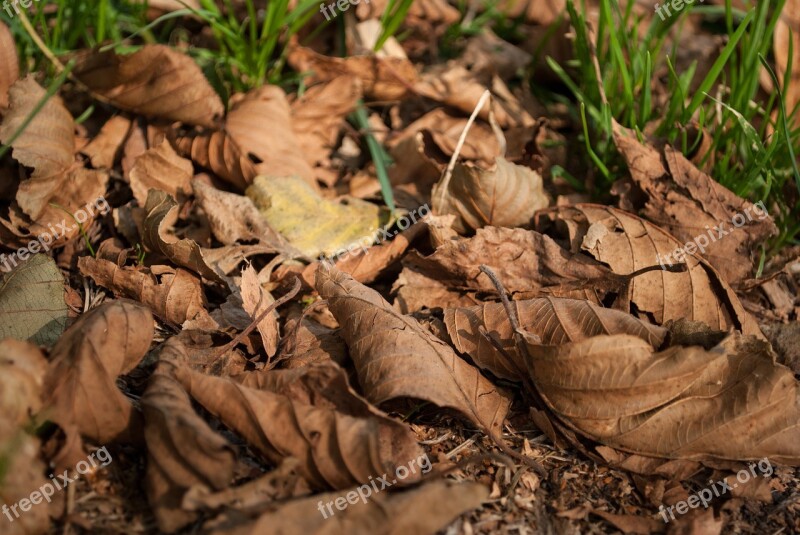 Foliage Autumn Dry Leaves Leaves Autumn Leaves