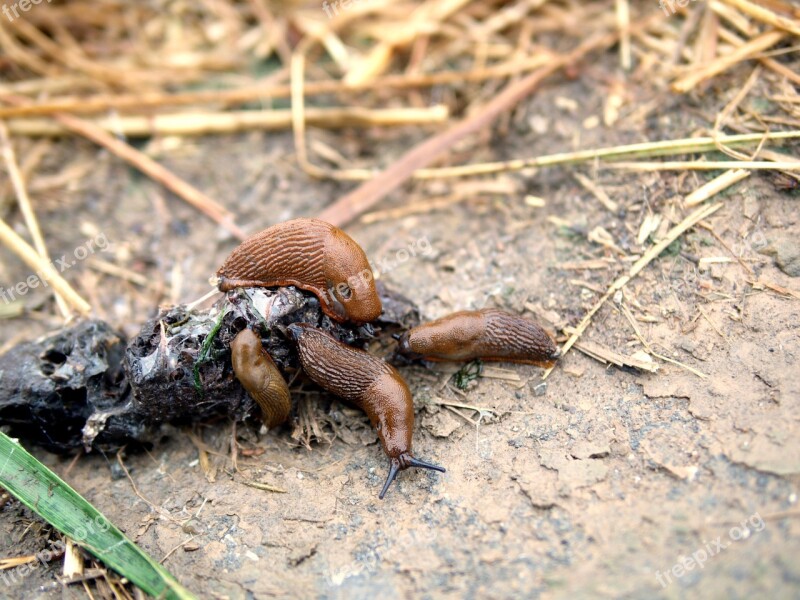 Snails Feast Kot Meal Lunch