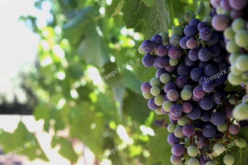 Vineyard Field Landscape Viticulture Vineyards